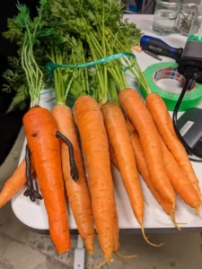 Carrotica Wins Top Honors at Annecy Festival Amidst Unique Thematic Exploration