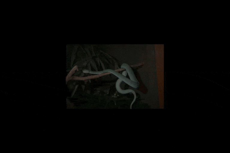 The Invisible Safety Net: How American Zoos and the National Antivenom Index Save Exotic Snakebite Victims