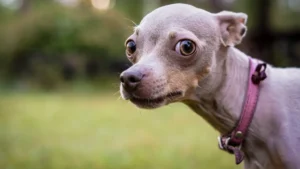 Weekly Gaming Dispatch Exploring the Cultural Impact of Mid-Tier Releases and the Evolution of the Survival Roguelike Genre