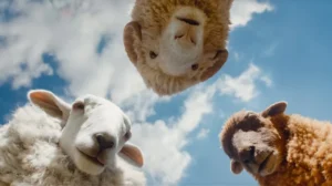 The Sheep Detectives