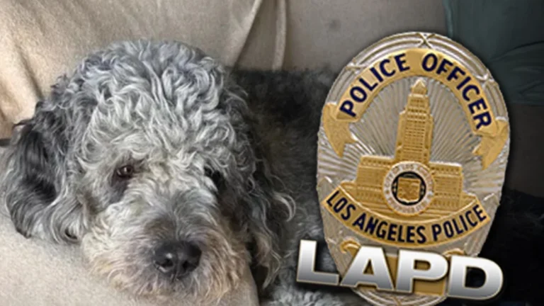 Fatal LAPD Dog Shooting: "We Will Sue If There’s No Accountability" … Family Lawyer Vows