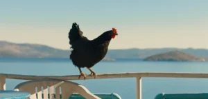 The Road to Freedom: György Pálfi’s Critically Acclaimed Avian Drama Hen Prepares for US Theatrical Release